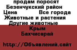 продам поросят .Безенчукский район  › Цена ­ 2 500 - Все города Животные и растения » Другие животные   . Крым,Бахчисарай